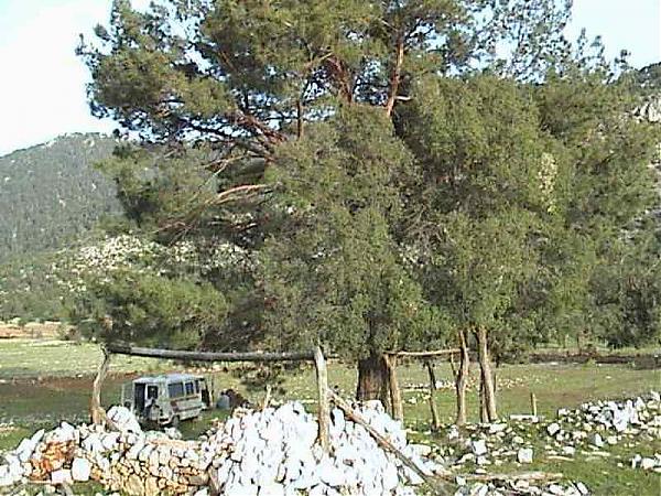 Name:  han ve uluam.jpg
Views: 2048
Size:  85.9 KB