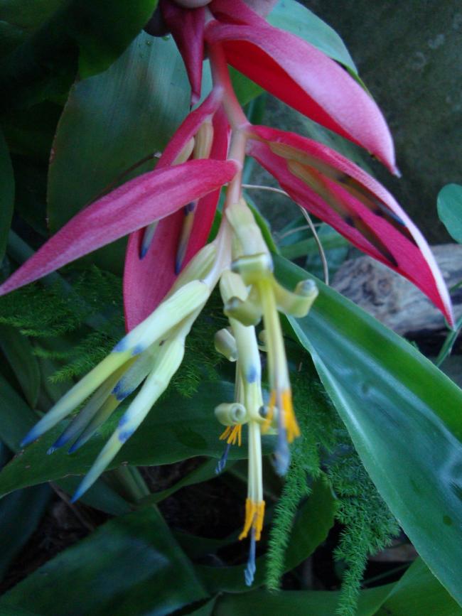 Name:  . Botanik Bahesi 1108.jpg
Views: 1417
Size:  66.5 KB