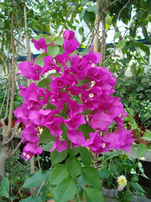 Name:  . Botanik Bahesi 1110.jpg
Views: 1598
Size:  78.8 KB