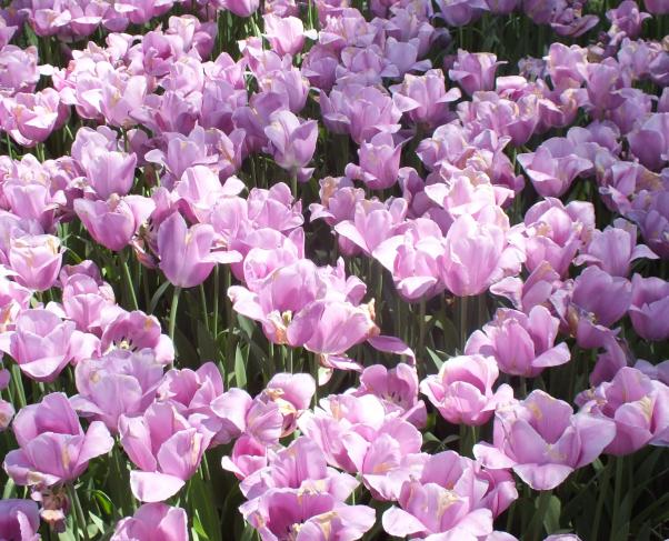 Name:  DSCF0463.jpg
Views: 1496
Size:  72.5 KB