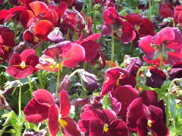 Name:  DSCF0509.jpg
Views: 1198
Size:  70.4 KB