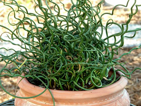 Name:  juncus-effusus-spiralis.jpg
Views: 2542
Size:  67.9 KB
