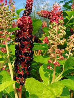 Name:  bwi-blws036624.jpg
Views: 991
Size:  68.4 KB