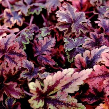Name:  tiarella_crow_feather_2b-qpr.jpg
Views: 835
Size:  32.9 KB