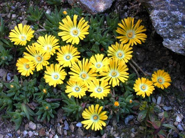 Name:  Delosperma_congestum.jpg
Views: 763
Size:  69.9 KB