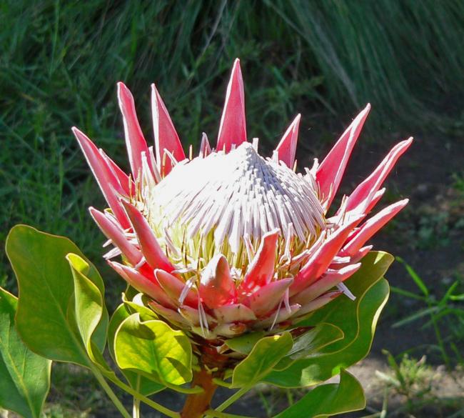 Name:  Protea_cynaroides_5.jpg
Views: 894
Size:  64.9 KB