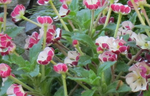 Name:  foto-66.jpg
Views: 685
Size:  47.4 KB