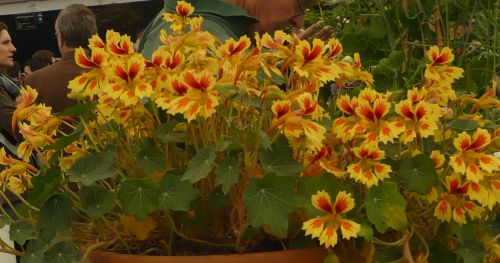 Name:  foto-91.jpg
Views: 722
Size:  61.8 KB