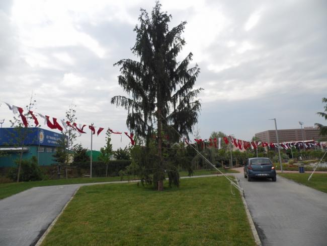 Name:  011-011.jpg
Views: 1373
Size:  42.0 KB