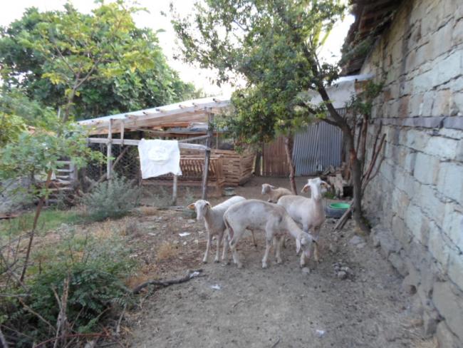Name:  SAM_0124.jpg
Views: 2970
Size:  63.1 KB