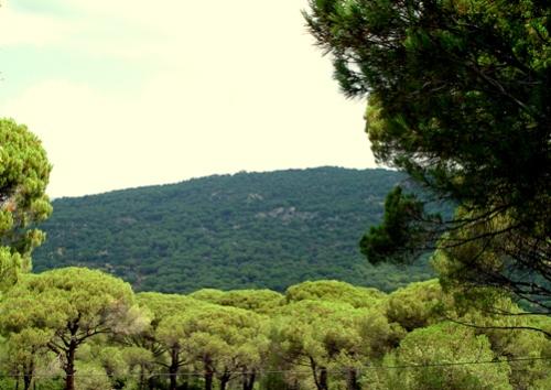 Name:  Kozak-1.jpg
Views: 21243
Size:  32.8 KB