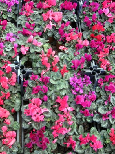 Name:  IMG_6320.jpg
Views: 7488
Size:  61.1 KB