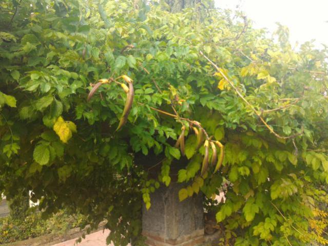Name:  P_20151017_144609.jpg
Views: 761
Size:  56.8 KB