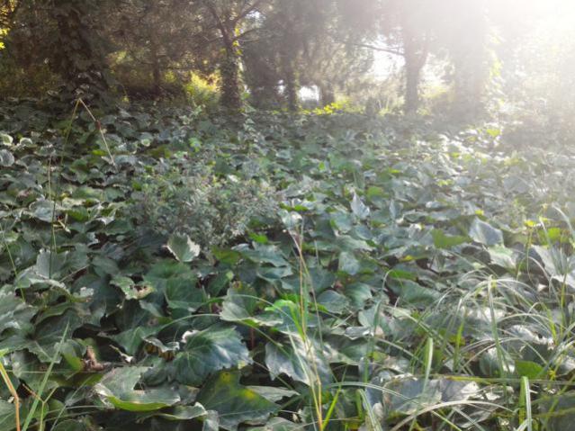 Name:  P_20151017_144740.jpg
Views: 449
Size:  62.8 KB