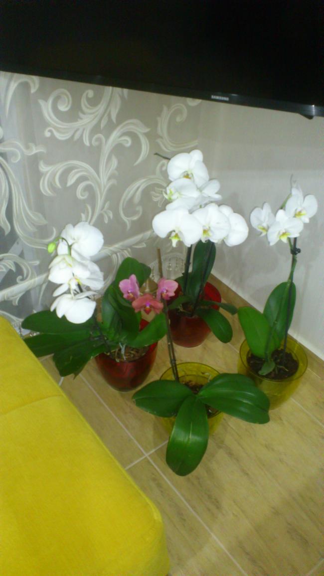 Name:  177.jpg
Views: 424
Size:  60.9 KB