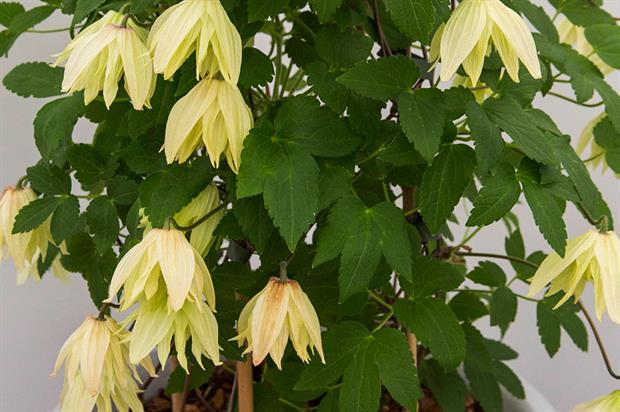 Name:  Plant-Of-The-Year-Amber-Clematis.jpg
Views: 229
Size:  48.7 KB