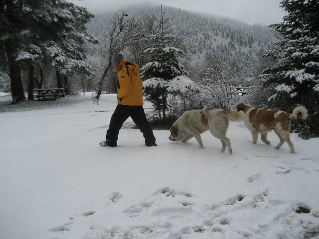 Name:  IMG_4156.JPG
Views: 3654
Size:  59.8 KB