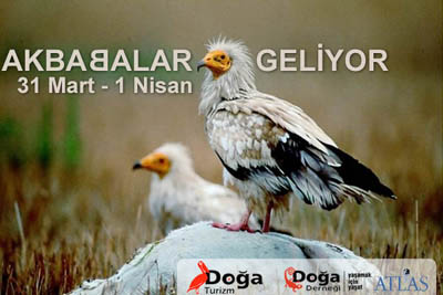 Name:  akbaba.jpg
Views: 1051
Size:  39.1 KB