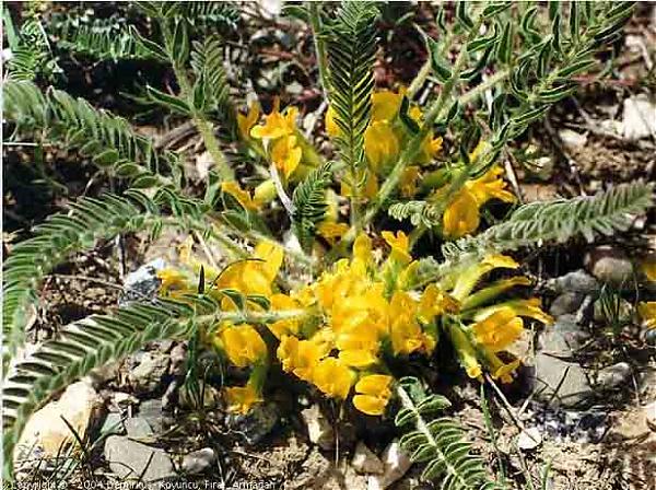 Name:  Astragalus pinetorum.jpg
Views: 2454
Size:  87.9 KB