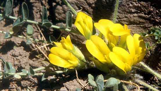 Name:  Astragalus%20pinetorum.jpg
Views: 1779
Size:  55.5 KB