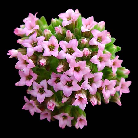 Name:  sedum pilosum.jpg
Views: 1907
Size:  33.5 KB