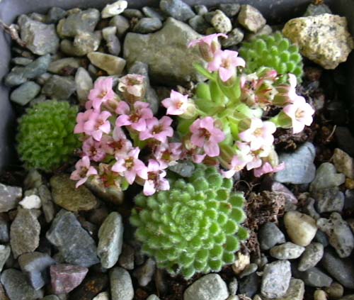 Name:  sedum p.jpg
Views: 2402
Size:  50.6 KB