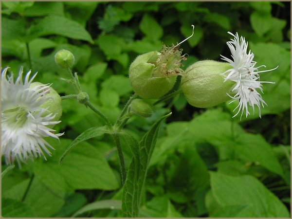 Name:  silenemulti.jpg
Views: 1352
Size:  46.5 KB