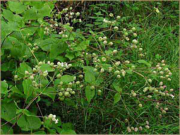 Name:  silenemulti05.jpg
Views: 996
Size:  64.6 KB