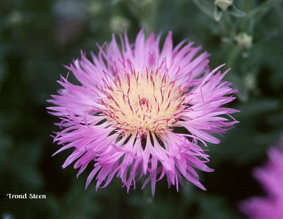 Name:  Centa.pulcherrima.jpg
Views: 1285
Size:  48.8 KB