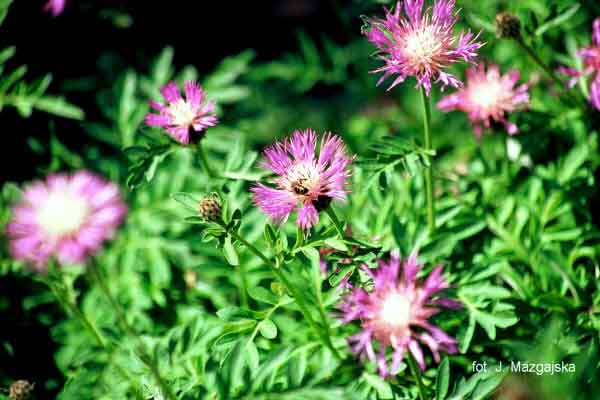Name:  Centaurea%20pulcherrima.jpg
Views: 837
Size:  61.2 KB