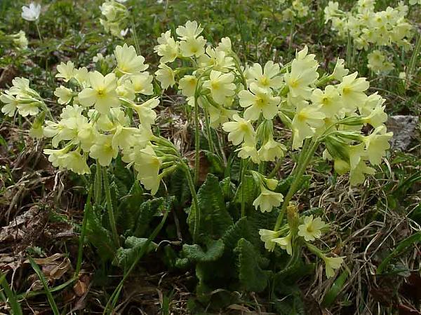 Name:  primula_elatior.jpg
Views: 2822
Size:  75.2 KB
