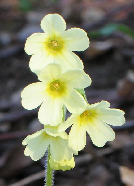 Name:  primula2.jpg
Views: 1784
Size:  25.9 KB