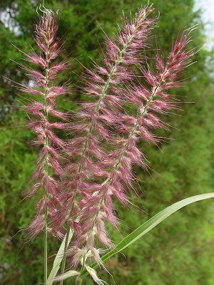 Name:  pennisetum.jpg
Views: 1181
Size:  38.7 KB