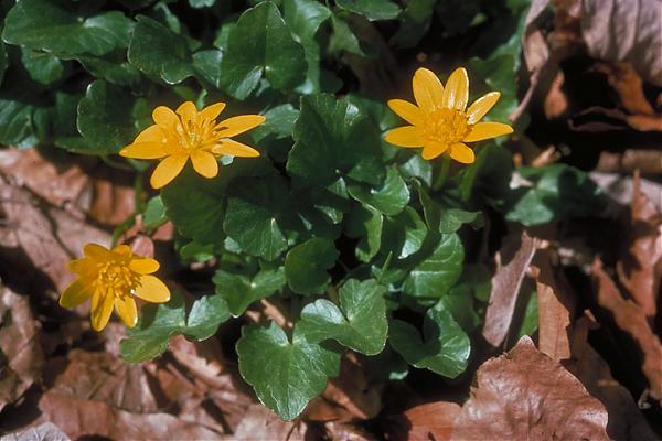 Name:  Ranunculus ficaria.jpg
Views: 1234
Size:  42.2 KB