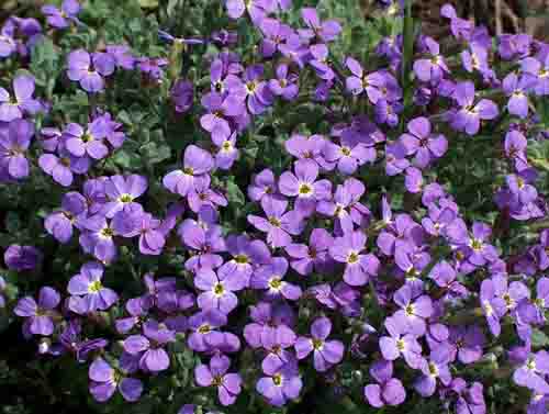 Name:  Aubrieta%20canescens.jpg
Views: 1233
Size:  61.2 KB