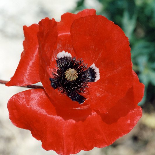 Name:  papaver_rhoeas.jpg
Views: 1632
Size:  49.9 KB