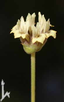 Name:  S.lib1.jpg
Views: 1023
Size:  17.9 KB