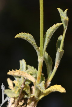 Name:  S.lib2.jpg
Views: 1048
Size:  28.3 KB