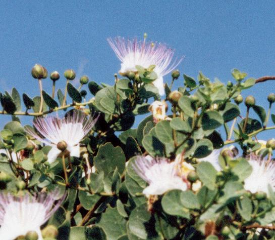 Name:  Capparis ovata.jpg
Views: 2666
Size:  51.8 KB