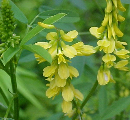 Name:  melilotus_officinalis.jpg
Views: 1434
Size:  35.0 KB