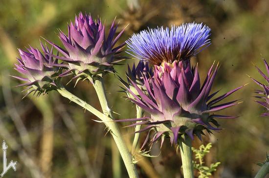 Name:  cyanara syriaca.jpg
Views: 690
Size:  39.4 KB