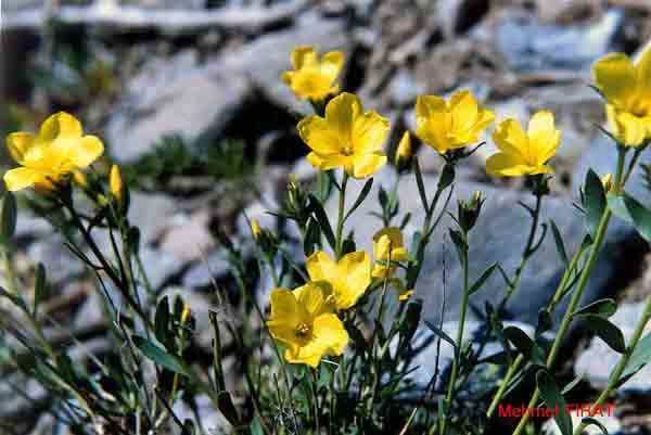 Name:  Linum mucronatum2.jpg
Views: 1109
Size:  56.5 KB