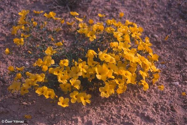 Name:  Linum mucronatum.jpg
Views: 947
Size:  59.4 KB