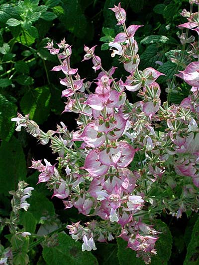 Name:  salvia-sclarea.jpg
Views: 7331
Size:  55.7 KB