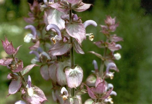 Name:  salvia%20sclarea.jpg
Views: 3551
Size:  37.0 KB