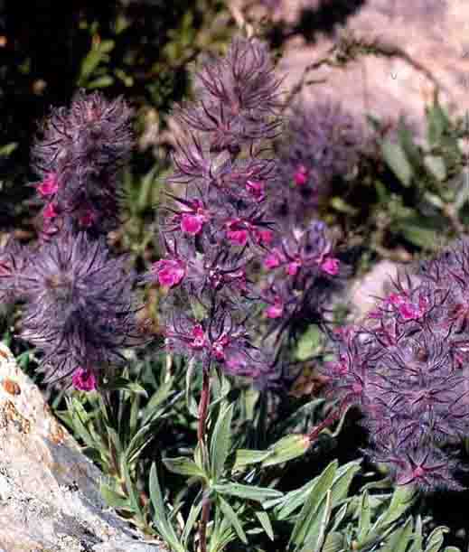Name:  Stachys%20lavandulifolia.jpg
Views: 3405
Size:  67.7 KB