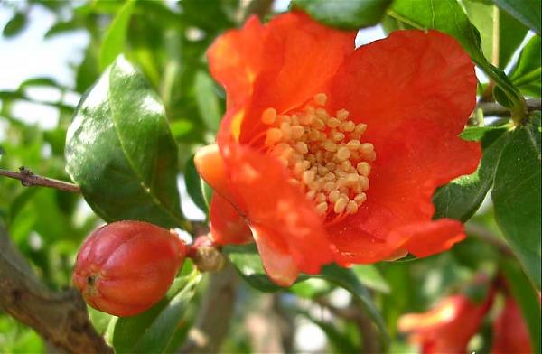Name:  Punica%20granatum.jpg
Views: 1711
Size:  34.6 KB