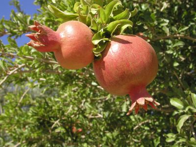 Name:  Punica%20granatum.jpg
Views: 1370
Size:  45.9 KB