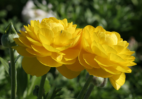 Name:  Ranunculus-asiaticus-flower.jpg
Views: 7141
Size:  65.6 KB