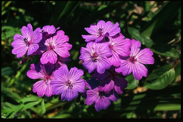 Name:  Geranium tuberosum.jpg
Views: 3180
Size:  43.9 KB